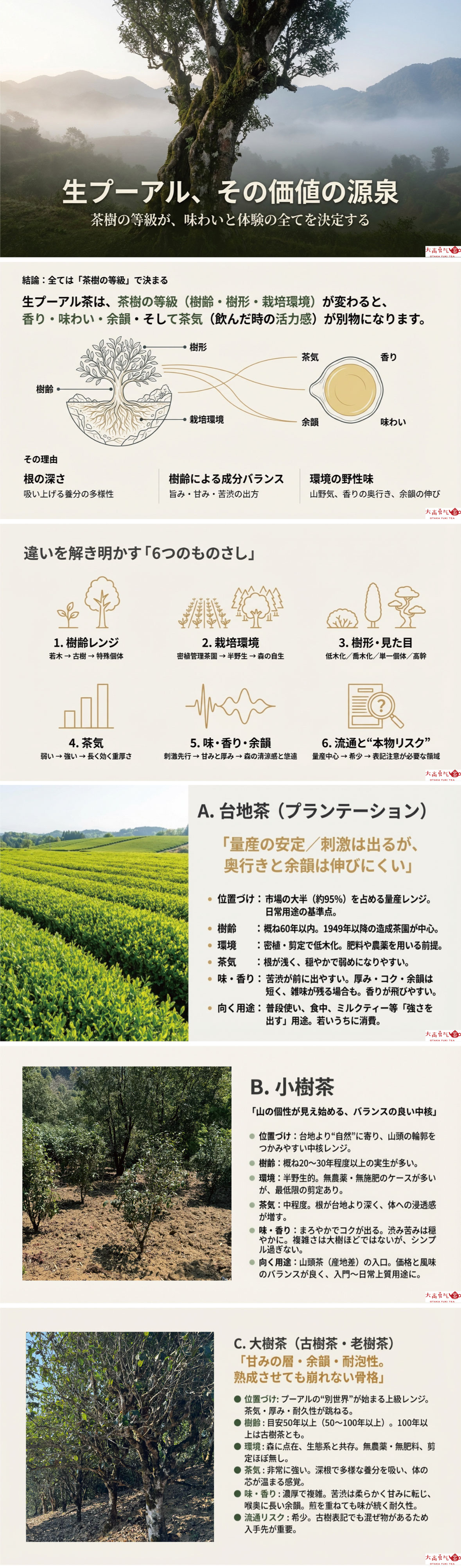 生プーアル茶に使われる茶樹等級の違いの資料画像 1