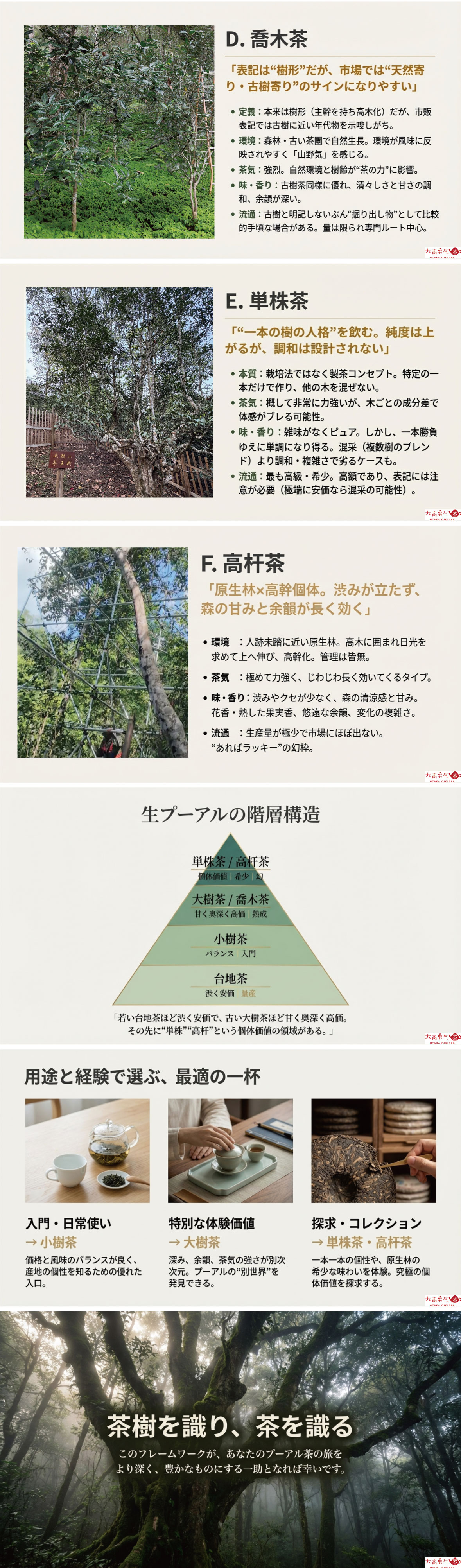 生プーアル茶に使われる茶樹等級の違いの資料画像 2