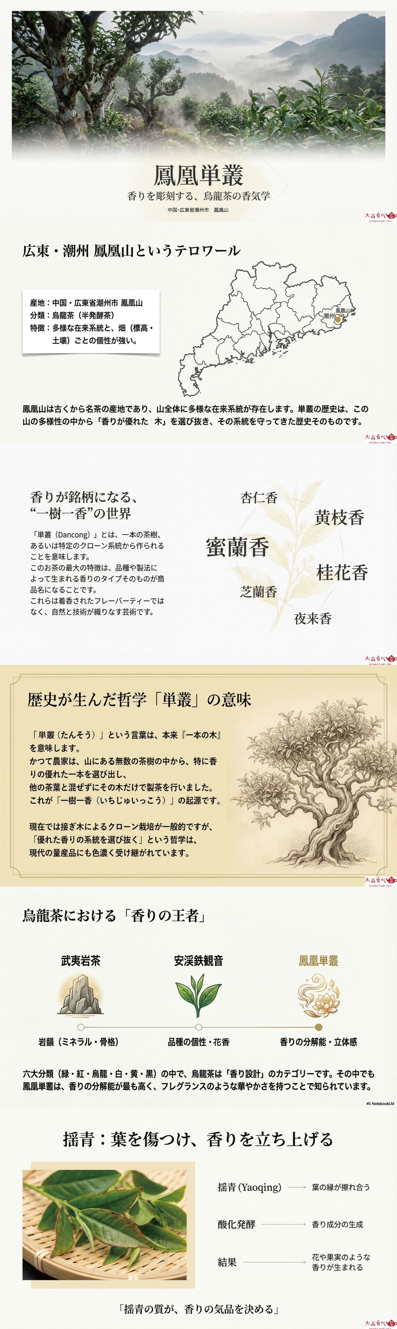 中国茶解説・鳳凰単叢【烏龍茶】の資料画像 1