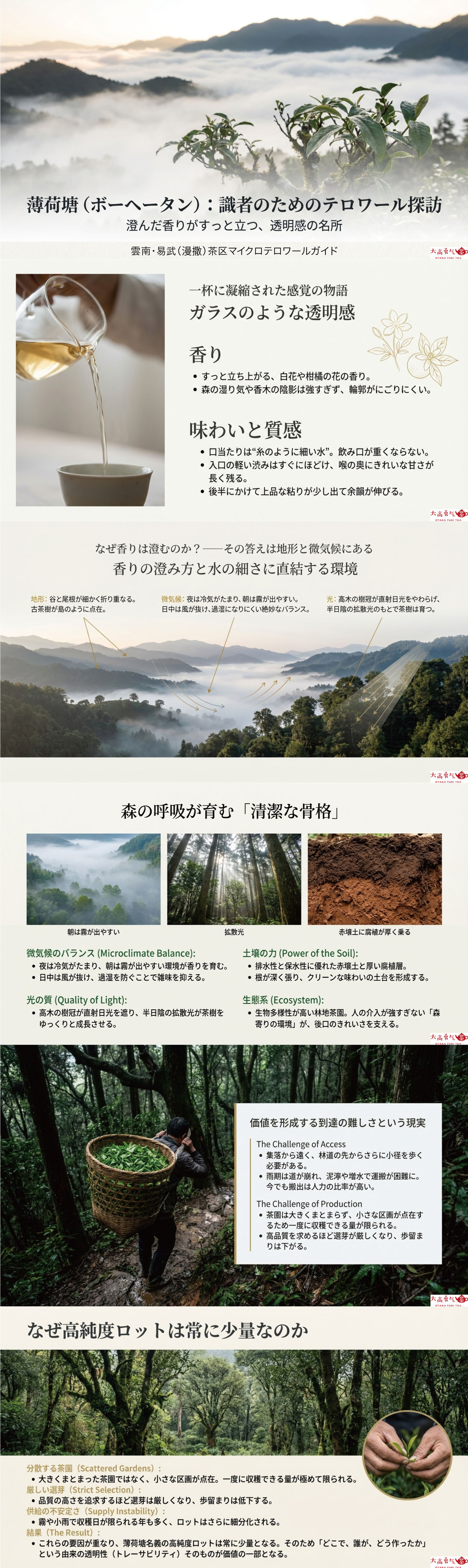 産地解説・雲南／易武薄荷塘の資料画像 1