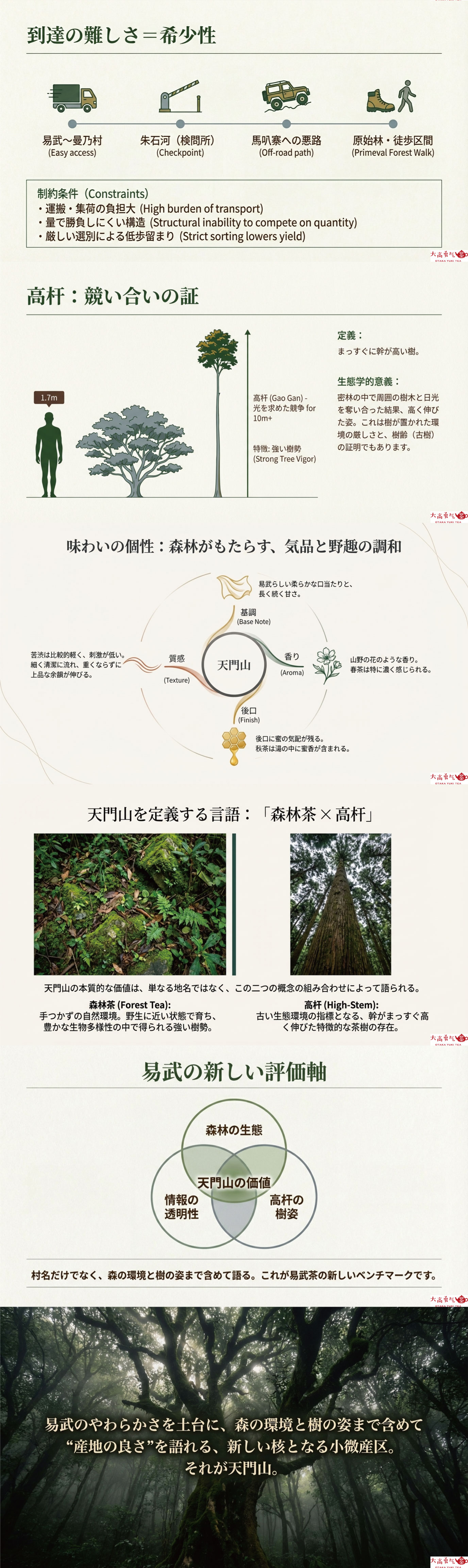 産地解説・雲南／易武天門山の資料画像 2