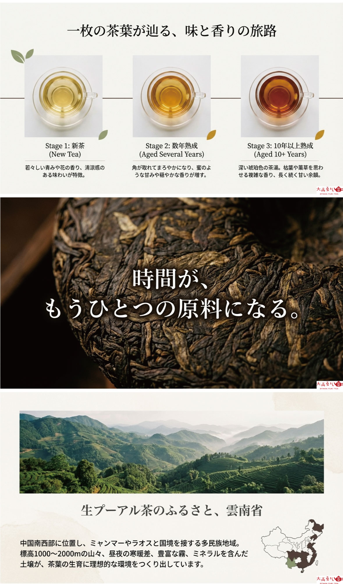 生プーアル茶の紹介の資料画像 2