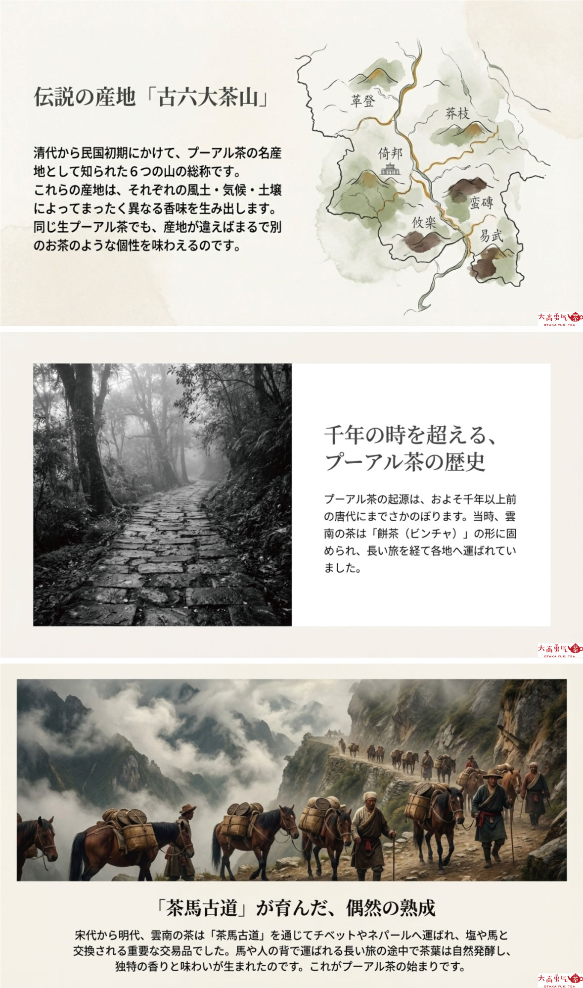 生プーアル茶の紹介の資料画像 3