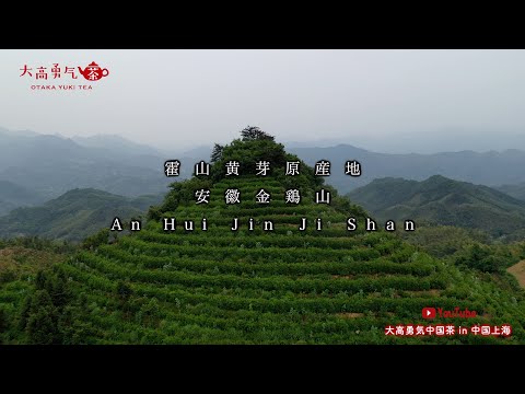 【霍山黄芽原産地】安徽省霍山の素晴らしい自然環境と茶畑をご覧ください！【中国茶・中国上海】中国茶産地の動画サムネイル