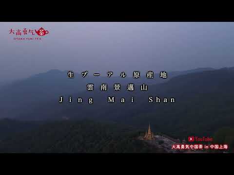 【生プーアル原産地】景邁山の素晴らしい自然環境と茶畑をご覧ください！【中国茶・中国上海】中国茶産地の動画サムネイル