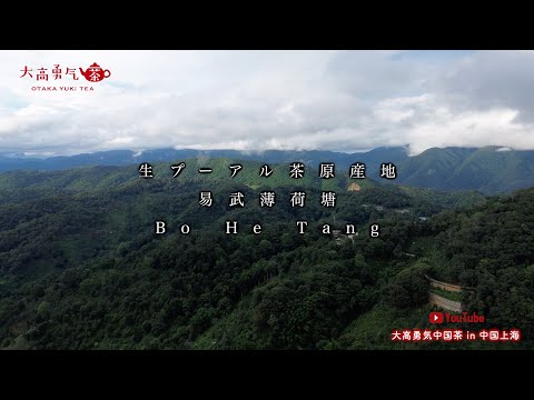 【生プーアル原産地】薄荷塘の素晴らしい自然環境と茶畑をご覧ください！【中国茶・中国上海】中国茶産地の動画サムネイル