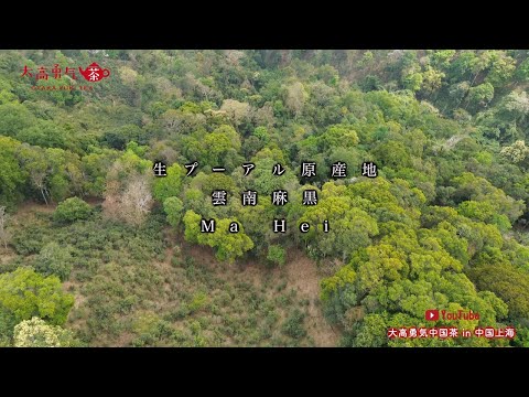 【生プーアル原産地】麻黒村の素晴らしい自然環境と茶畑をご覧ください！【中国茶・中国上海】中国茶産地の動画サムネイル
