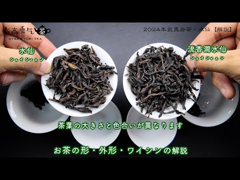 【2024年新茶】上品な香りと甘みで女性に人気の武夷岩茶・水仙解説【中国茶・中国上海】中国茶・青茶の動画サムネイル