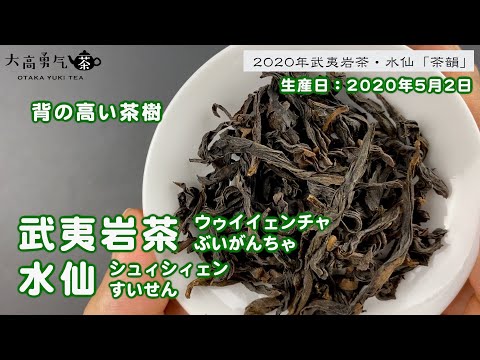 【武夷岩茶】大きな茶葉の優しい花香が特徴の武夷岩茶・水仙【中国上海・中国茶専門店】中国茶紹介編の動画サムネイル