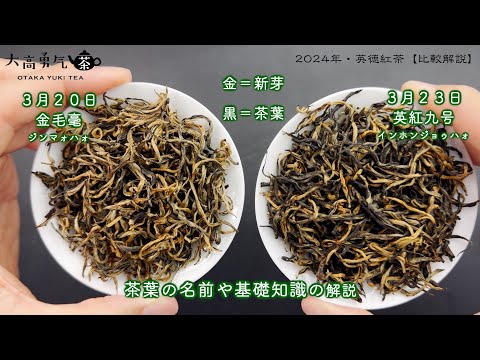 【2024新茶】英徳紅茶（英紅九号＆金毛毫）2種類比較解説【中国茶・中国上海】中国茶・紅茶の動画サムネイル