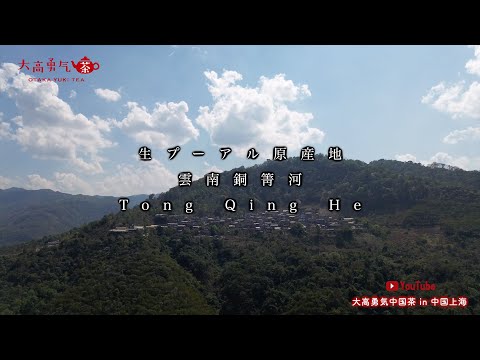 【生プーアル原産地】銅箐河の素晴らしい自然環境と茶畑をご覧ください！【中国茶・中国上海】中国茶産地の動画サムネイル