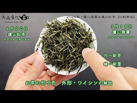 【2024新茶】廬山雲霧＆廬山紅茶・2種類比較解説【中国茶・中国上海】中国茶・緑茶の動画サムネイル