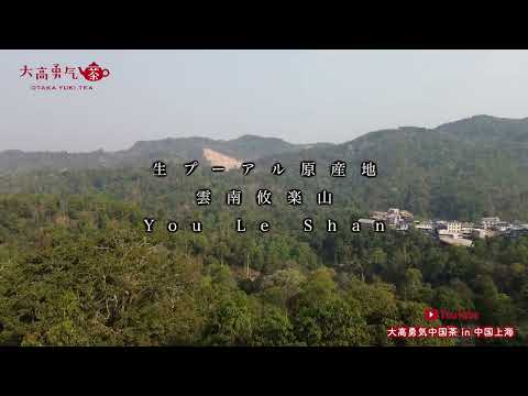 【生プーアル原産地】攸楽山の素晴らしい自然環境と茶畑をご覧ください！【中国茶・中国上海】中国茶産地の動画サムネイル
