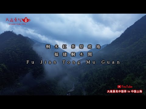 【桐木紅茶原産地】福建省桐木関の素晴らしい自然環境と茶畑をご覧ください！【中国茶・中国上海】中国茶産地の動画サムネイル