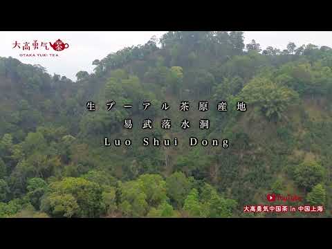 【生プーアル原産地】落水洞の素晴らしい自然環境と茶畑をご覧ください！【中国茶・中国上海】中国茶産地の動画サムネイル
