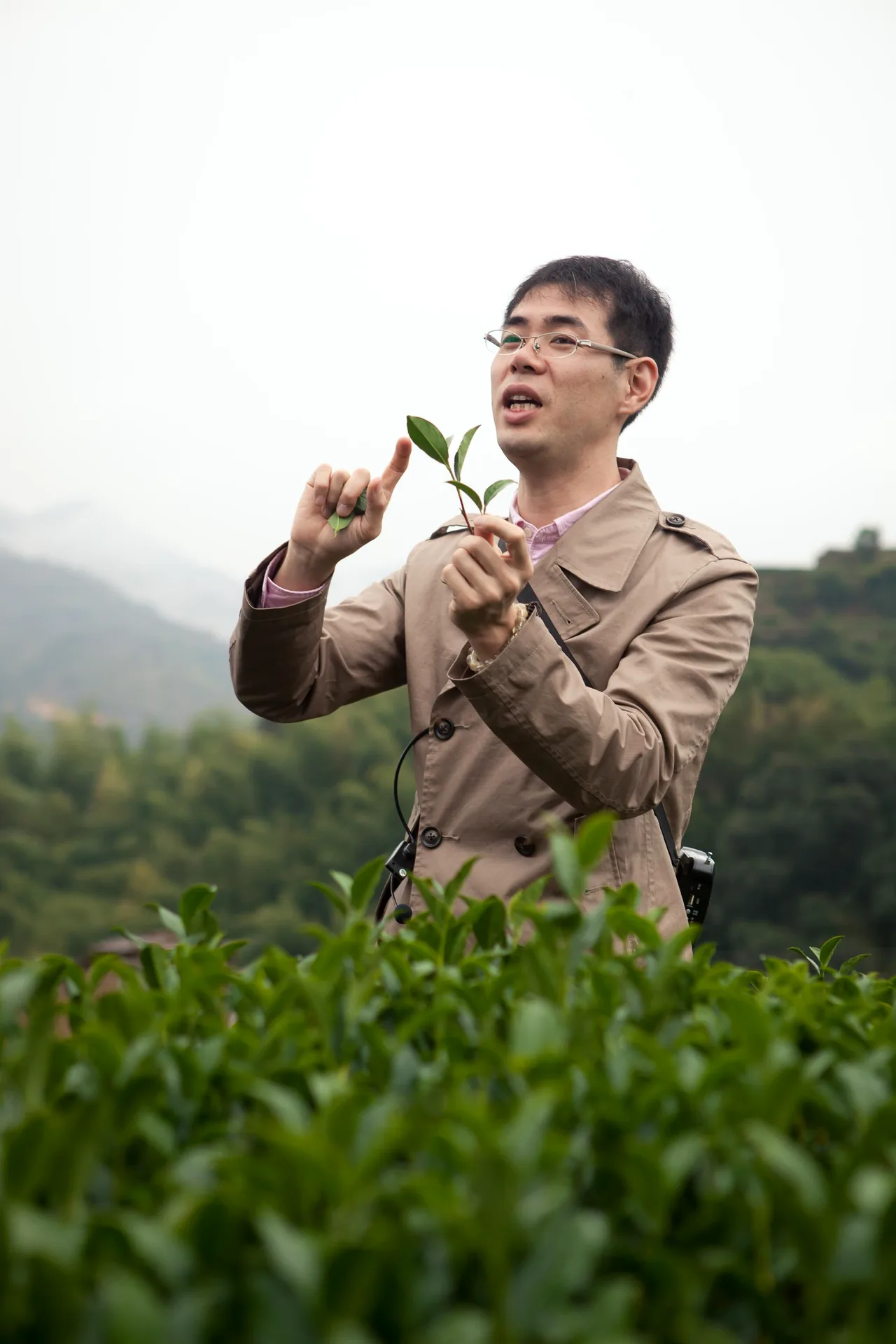 茶畑で摘んだ茶葉を解説する大高勇気
